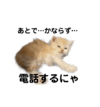 猫森のLINE会議（個別スタンプ：5）