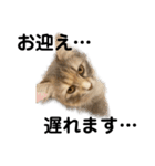 猫森のLINE会議（個別スタンプ：6）