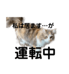 猫森のLINE会議（個別スタンプ：7）