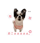 るぅたんペットファミリー（個別スタンプ：1）