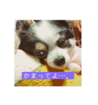 るぅたんペットファミリー（個別スタンプ：4）
