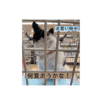 るぅたんペットファミリー（個別スタンプ：12）
