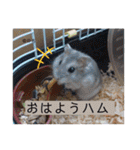 るぅたんペットファミリー（個別スタンプ：15）