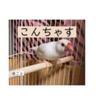 るぅたんペットファミリー（個別スタンプ：16）