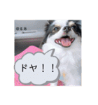 るぅたんペットファミリー（個別スタンプ：17）