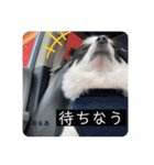 るぅたんペットファミリー（個別スタンプ：19）