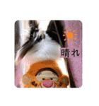 るぅたんペットファミリー（個別スタンプ：22）