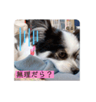 るぅたんペットファミリー（個別スタンプ：33）