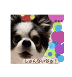 るぅたんペットファミリー（個別スタンプ：34）