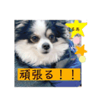 るぅたんペットファミリー（個別スタンプ：35）