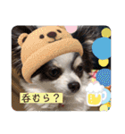 るぅたんペットファミリー（個別スタンプ：38）