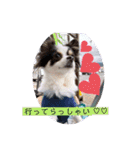 るぅたんペットファミリー（個別スタンプ：40）