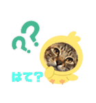 ぜんすけブラザーズ No.1（個別スタンプ：15）