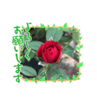 薔薇のスタンプ2（個別スタンプ：6）