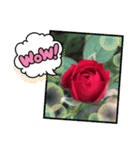 薔薇のスタンプ2（個別スタンプ：18）
