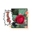 薔薇のスタンプ2（個別スタンプ：19）