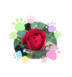 薔薇のスタンプ2（個別スタンプ：20）