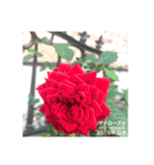 薔薇のスタンプ2（個別スタンプ：30）