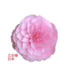 薔薇のスタンプ2（個別スタンプ：34）