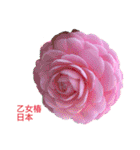 薔薇のスタンプ2（個別スタンプ：35）