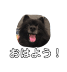 犬ポメラニアンぜんすけブラザーズぽんすけ（個別スタンプ：1）