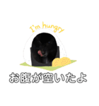 犬ポメラニアンぜんすけブラザーズぽんすけ（個別スタンプ：5）