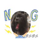 犬ポメラニアンぜんすけブラザーズぽんすけ（個別スタンプ：7）