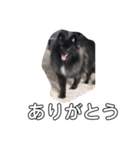 犬ポメラニアンぜんすけブラザーズぽんすけ（個別スタンプ：13）