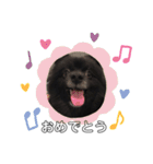 犬ポメラニアンぜんすけブラザーズぽんすけ（個別スタンプ：30）