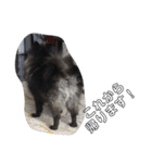 犬ポメラニアンぜんすけブラザーズぽんすけ（個別スタンプ：32）
