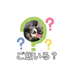犬ポメラニアンぜんすけブラザーズぽんすけ（個別スタンプ：37）