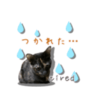 サビ猫の可愛いスタンプ（個別スタンプ：8）