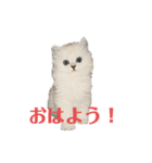 ごまぞースタンプ3（個別スタンプ：3）
