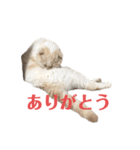 ごまぞースタンプ3（個別スタンプ：5）