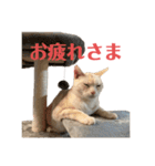 ごまぞースタンプ3（個別スタンプ：13）