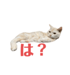 ごまぞースタンプ3（個別スタンプ：28）