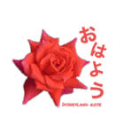 薔薇好きpotスタンプ1（個別スタンプ：3）