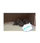 癒し動物～（個別スタンプ：3）