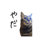 上出家の猫's（個別スタンプ：1）