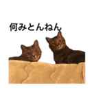 上出家の猫's（個別スタンプ：2）