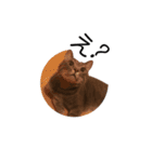 上出家の猫's（個別スタンプ：4）