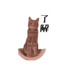 上出家の猫's（個別スタンプ：5）