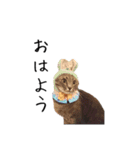 上出家の猫's（個別スタンプ：6）