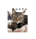 上出家の猫's（個別スタンプ：7）