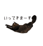 上出家の猫's（個別スタンプ：9）