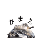 上出家の猫's（個別スタンプ：10）
