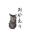 上出家の猫's（個別スタンプ：11）