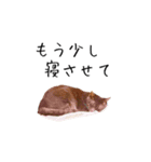 上出家の猫's（個別スタンプ：13）