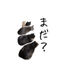 上出家の猫's（個別スタンプ：14）