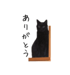 上出家の猫's（個別スタンプ：15）